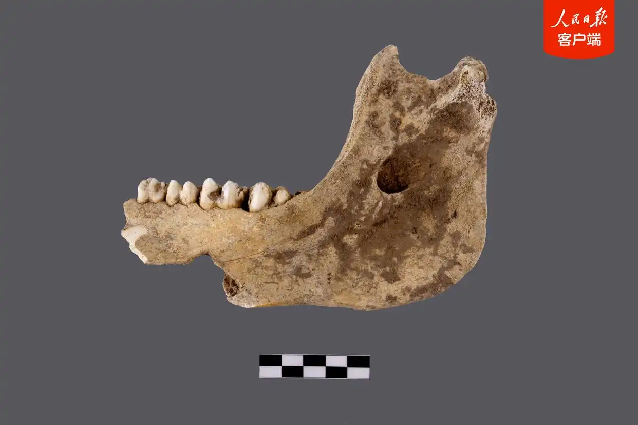 发现中国最早杨梅古树、揭秘距今约5000年水利工程……6项考古领域重大成果发布